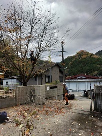 桜の剪定