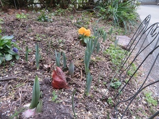 花壇の水仙