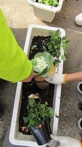 プランター植え