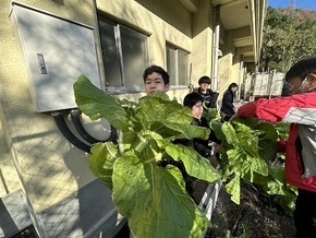 白菜の収穫２