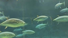 魚
