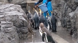 ペンギン