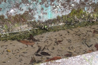 オタマジャクシ