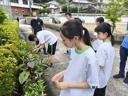 野菜の収穫