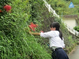 彼岸花