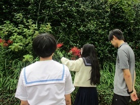 彼岸花