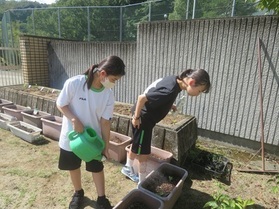 野菜の苗植え