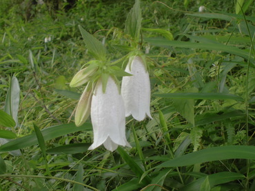 060407