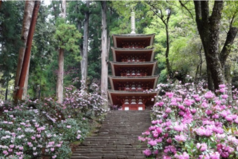 室生寺（宇陀市）